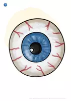 Vorschau - Poster - DaZ Wortschatz Halloween - Herbst - Reine Bildkarten (DIN A4) mit Artikelpunkten - ab Vorkurs Deutsch Kindergarten - Seite 3