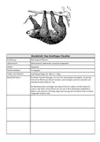 Vorschau - Klassenarbeiten - Klassenarbeit - Tierbeschreibung - Tiere beschreiben - Faultier - Seite 2