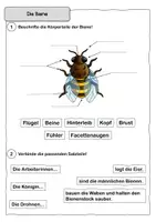 Vorschau - Arbeitsblätter - Die Biene - kostenloses Arbeitsblatt - Seite 2
