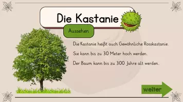 Vorschau - Interaktives Material - Die Kastanie - interaktive Wissenskartei - Seite 2