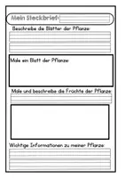 Vorschau - Arbeitsblätter - Steckbrief Heckenpflanze - Vorlage - Seite 1