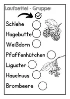 Vorschau - Arbeitsblätter - Steckbrief Heckenpflanze - Vorlage - Seite 2