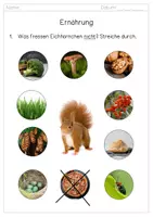 Vorschau - Arbeitsblätter - Das Eichhörnchen: Ernährung - Sachtext - Bildkarten - Arbeitsblatt - Fotos - Seite 2