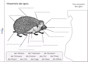 Vorschau - Arbeitsblätter - Der Igel - Forscherheft, Bastelanleitung, Infotexte - Seite 2