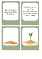 Vorschau - Bildkarten - Der Kürbis - Der Lebenszyklus in Bildkarten und Sätzen - Seite 3
