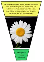 Vorschau - Bildkarten - Legekreis Sommerblumen - Seite 2