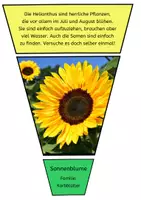 Vorschau - Bildkarten - Legekreis Sommerblumen - Seite 3
