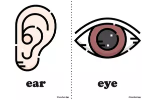 Vista previa - Hojas de trabajo - Body parts | ESL activities | irregular plurals | flashcards, games - página 2
