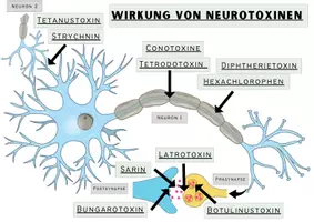 Vorschau - Präsentationen/Tafelbilder - Neurotoxine / Synapsengifte (Interaktives und analoges Tafelmaterial) - Seite 1