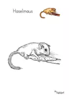 Vorschau - Mal- und Bastelvorlagen - Haselmaus - Ausmalbild - Bildkarte - Deckblatt
