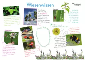 Vorschau - Stundenentwürfe - Pflanzenrallye - Wilde Frühblüher - Seite 1