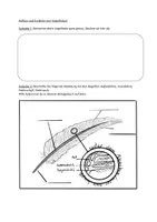 Vorschau - Arbeitsblätter - AB Aufbau und Funktion von Vogelfedern - Deckblatt