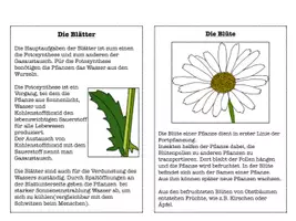 Vorschau - Arbeitsblätter - Aufbau der Blütenpflanze Arbeitsblätter Klasse 5–7 – Infozettel & Übungen (Biologie) - Seite 1