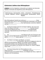 Vorschau - Arbeitsblätter - Aufbau der Blütenpflanze Arbeitsblätter Klasse 5–7 – Infozettel & Übungen (Biologie) - Seite 3