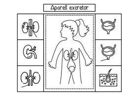 Vista previa - Unidades / Secuencias / Situaciones de Aprendizaje - Aparato excretor / Aparell excretor / Valenciano - página 1
