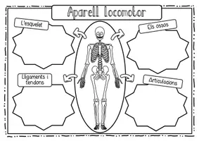 Vista previa - Unidades / Secuencias / Situaciones de Aprendizaje - Aparato locomotor / L' aparell locomotor / Valenciano - página 1