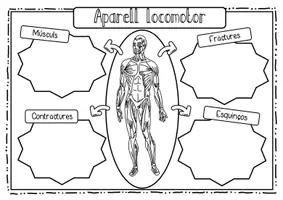 Vista previa - Unidades / Secuencias / Situaciones de Aprendizaje - Aparato locomotor / L' aparell locomotor / Valenciano - página 2