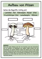 Vorschau - Arbeitsblätter - Pilze Arbeitsblätter (mit Lösung) - Seite 1