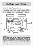 Vorschau - Arbeitsblätter - Pilze Arbeitsblätter (mit Lösung) - Seite 2