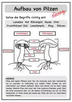 Vorschau - Arbeitsblätter - Pilze Arbeitsblätter (mit Lösung) - Seite 3