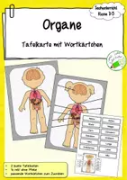 Vorschau - Poster - Organe - Tafelmaterial - Deckblatt