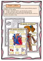 Vista previa - Unidades / Secuencias / Situaciones de Aprendizaje - Aparato circulatorio / Aparell circulatori / Catalán - página 3