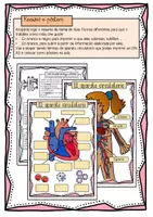 Vista previa - Unidades / Secuencias / Situaciones de Aprendizaje - Aparato circulatorio / O aparato circulatorio / Gallego - página 3