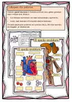 Vista previa - Unidades / Secuencias / Situaciones de Aprendizaje - Aparato circulatorio / Zirkulazio aparatua / Euskera - página 3