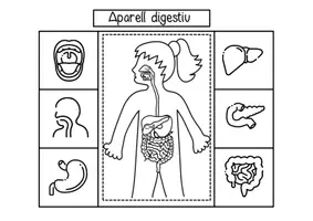 Vista previa - Unidades / Secuencias / Situaciones de Aprendizaje - Aparato digestivo / L’aparell digestiu / Valenciano - página 1