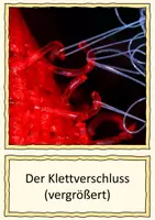 Vorschau - Bildkarten - Bionik - Tafelkarten passend zum Forscherheft - Seite 2