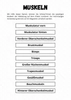 Vorschau - Poster - Fitness ⎮ Plakat mit großen Muskelgruppen (Vorder- und Rückseite) für Kl. 5 - Seite 1