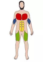 Vorschau - Poster - Fitness ⎮ Plakat mit großen Muskelgruppen (Vorder- und Rückseite) für Kl. 5 - Seite 2