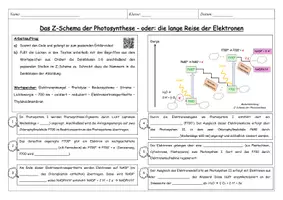Vorschau - Arbeitsblätter - Z-Schema Photosynthese / Lichtreaktionen - Arbeitsblatt + Video - Seite 1