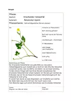 Vorschau - Arbeitsblätter - Ein Graf-Iz-Herbarium: analog oder digital - Seite 3