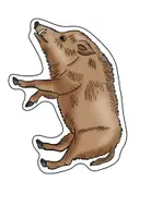 Vorschau - Präsentationen/Tafelbilder - Tiere im Winter - Bildkarten handgezeichnet in 2 Größen - Seite 3