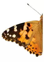 Vorschau - Präsentationen/Tafelbilder - Schmettering/ Raupe (Distelfalter) - Körperbau, Tafelmaterial - Seite 2