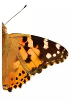 Vorschau - Präsentationen/Tafelbilder - Schmettering/ Raupe (Distelfalter) - Körperbau, Tafelmaterial - Seite 3
