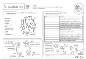 Vorschau - Arbeitsblätter - Herz Anatomie - Arbeitsblatt (schwarz/weiss) - Seite 1