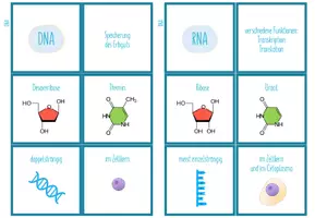 Vorschau - Spiele - DNA und RNA Vergleich - Zuordnungsaktivität - Seite 2