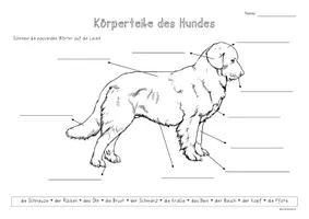 Vorschau - Arbeitsblätter - Freebie - Körperteile des Hundes - Arbeitsblatt - Seite 1