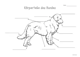Vorschau - Arbeitsblätter - Freebie - Körperteile des Hundes - Arbeitsblatt - Seite 2