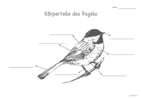 Vorschau - Arbeitsblätter - Freebie - Körperteile des Vogels - Arbeitsblatt - Seite 2