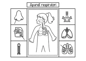Vista previa - Unidades / Secuencias / Situaciones de Aprendizaje - Aparato respiratorio / L' aparell respiratori / Val - página 1