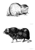 Vorschau - Arbeitsblätter - D | SU | Tiere in der Arktis: Texte + Tafelkarten | Kl. 2 - 4 - Seite 2