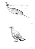 Vorschau - Arbeitsblätter - D | SU | Tiere in der Arktis: Texte + Tafelkarten | Kl. 2 - 4 - Seite 3