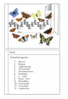 Vorschau - Aufgabenkarten - Schmetterlingsarten (Teil 1) - Steckbriefe - Seite 2