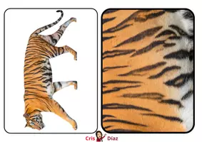 Vista previa - Juegos / Gamificación - JUEGO PIELES ANIMALES - página 3