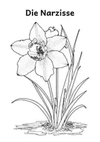 Vorschau - Mal- und Bastelvorlagen - Ausmalbilder - Frühblüher (Narzisse, Tulpe, Schneeglöckchen, Märzenbecher) - Seite 3