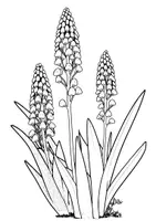 Vorschau - Mal- und Bastelvorlagen - Ausmalbilder - Frühblüher (Traubenhyazinthe, Buschwindröschen, Krokus, Veilchen) - Seite 2