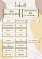 Vorschau - Präsentationen/Tafelbilder - Tafelbild: Der Körperbau des Kartoffelkäfers - Seite 1